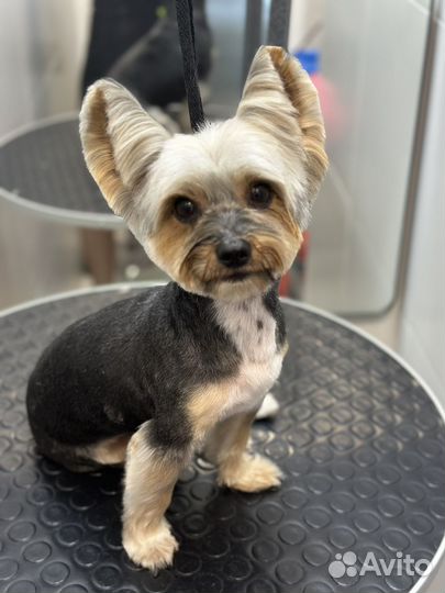 Груминг (стрижка) собак мелких пород