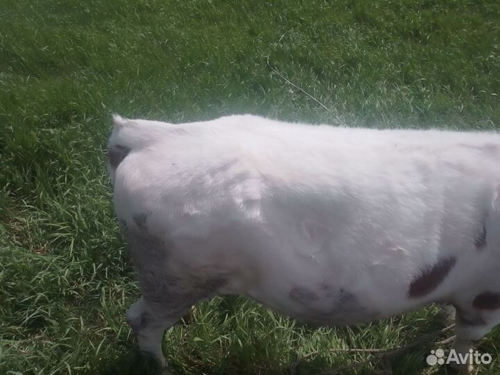 Телята бычки и телки