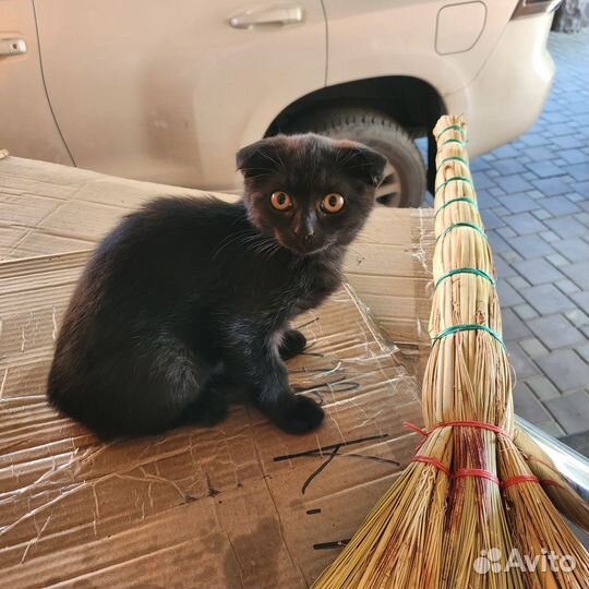 Вислоухая кошка