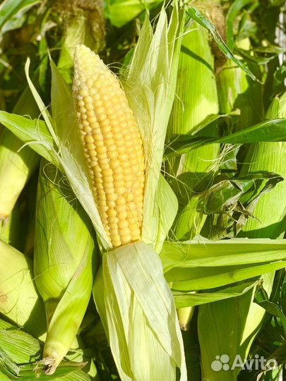 Кукуруза в початках