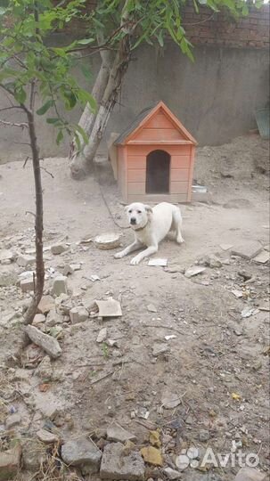 Собака в добрые руки отдам бесплатно
