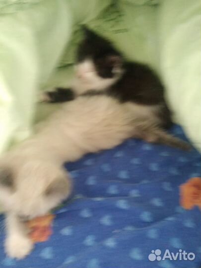 Котята в добрые руки бесплатно