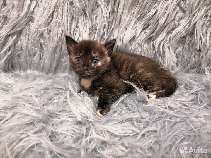 Котята