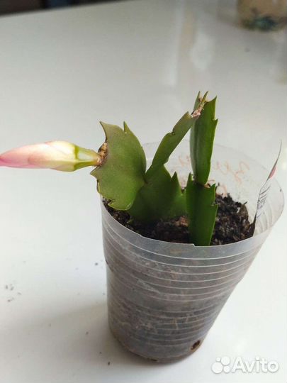 Декабрист шлюмбергера