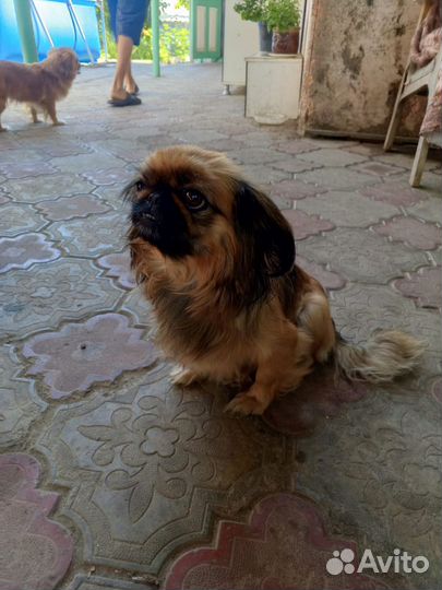 Щенки пекинеса