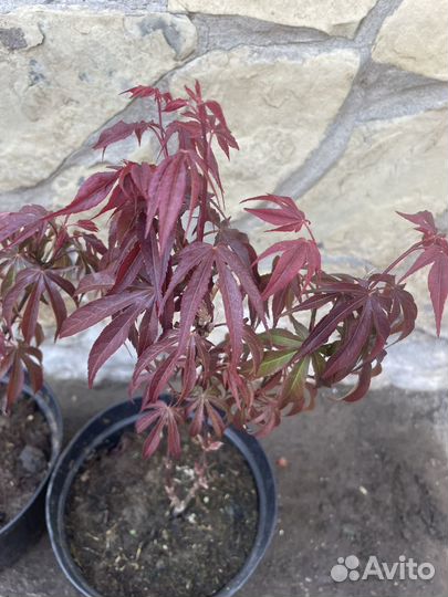 Японский клён