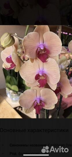 Орхидея, карибская мечта