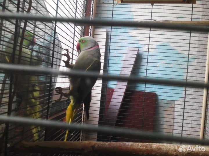 Ожереловыи попугаи