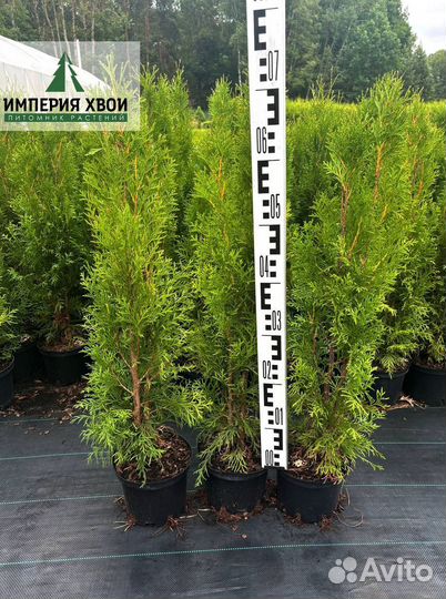 Туя Оптом от 10 шт Саженцы Туи Смарагд 60-80 см