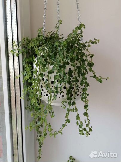 Пилея ампельная 