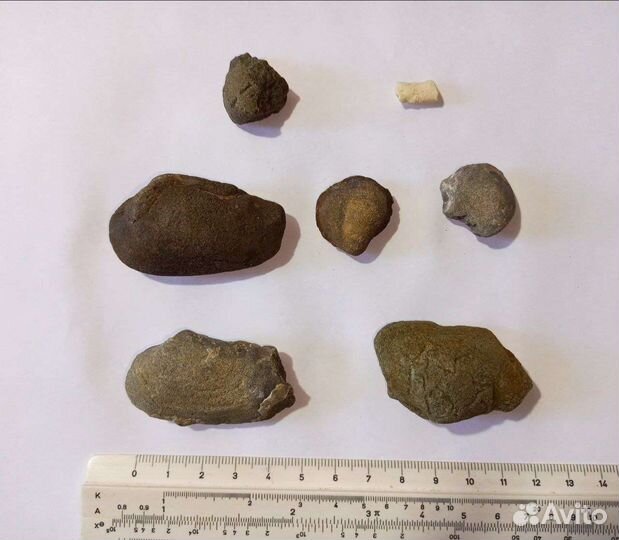 Окаменелости