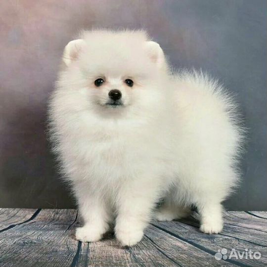 Белый Мишка