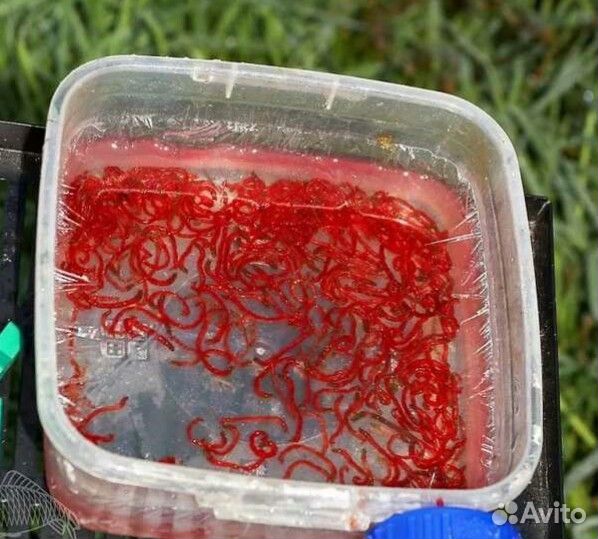 Артемия, мотыль, циклоп и др