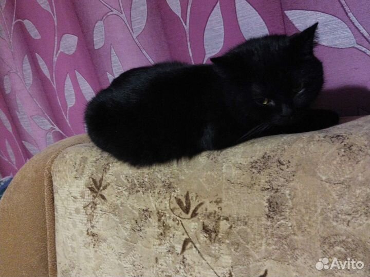 Кошки в добрые руки породистые