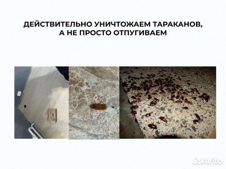 Уничтожение паразитов с гарантией под ключ