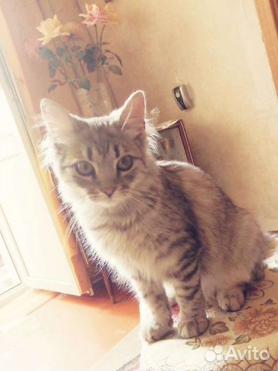 Котенок девочка в добрые руки