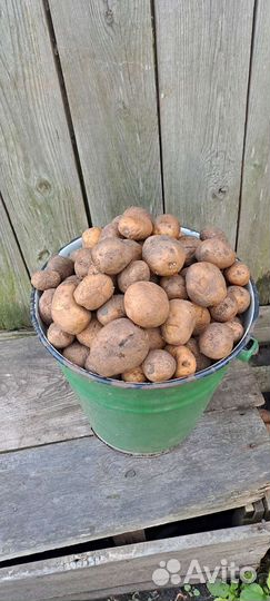 Картофель на корм скоту