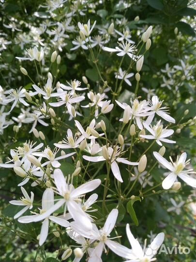 Клематис манчжурский саженцы с зкс