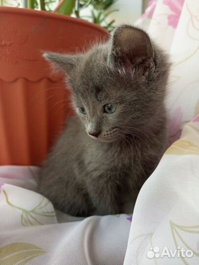 Котенок в добрые руки