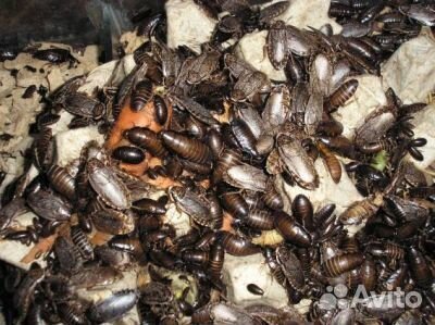Мраморные тараканы, живые и замороженные