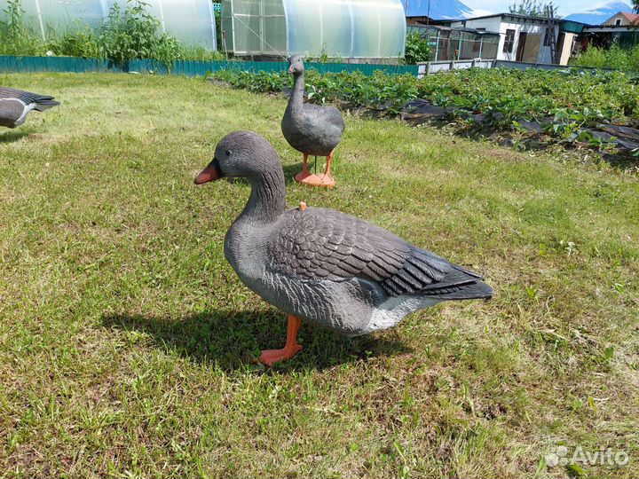 Гусь, чучела