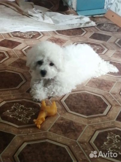 Щенки бишон фризе мини