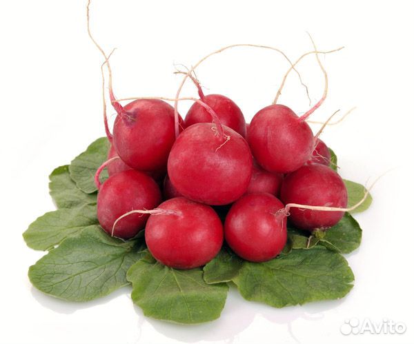 Семена Редиса 