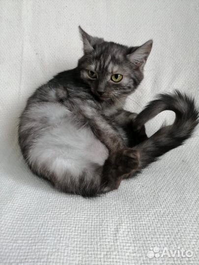 Отдам бесплатно