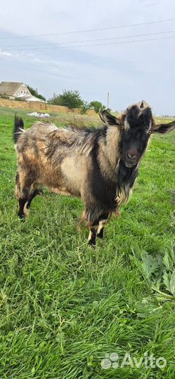 Альпийский козёл
