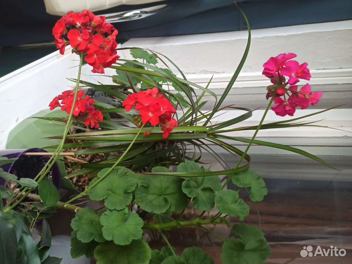 Комнатные цветы