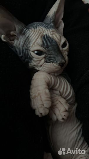 Канадский сфинкс котята