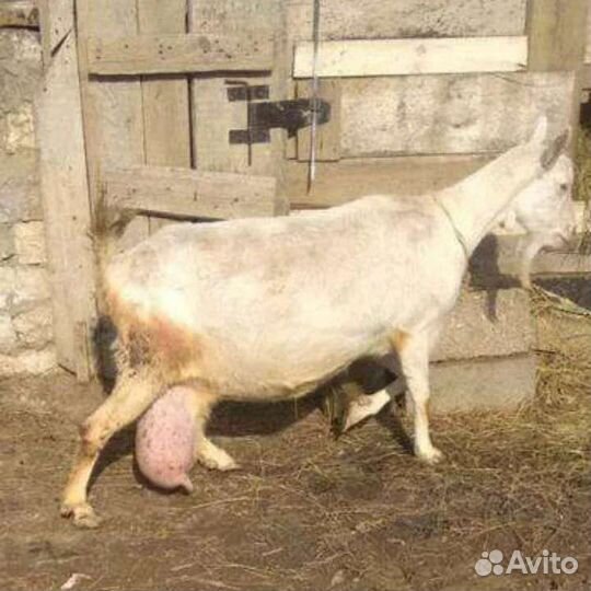 Козел на племя