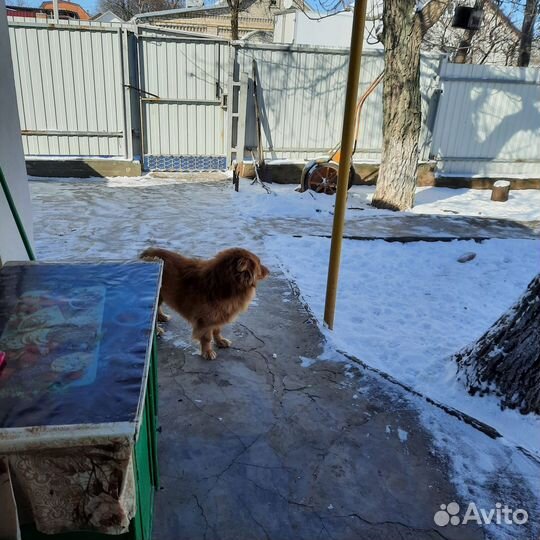 Рыжее счастье в любящий дом