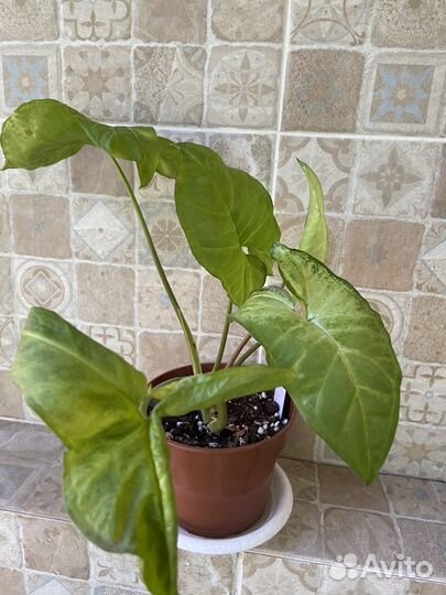 Сингониум White Butterfly/Белая бабочка