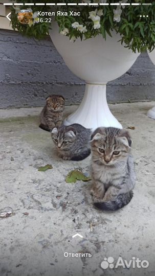 Котята. Девчонки вислоушки Дагестан. Мо