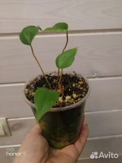 Антуриум мистик