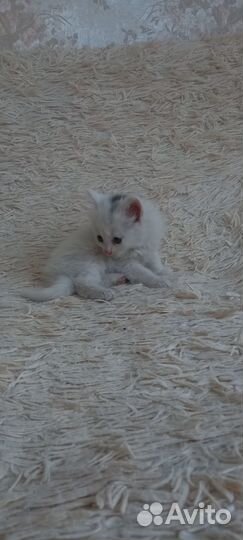 Котёнок, кошка