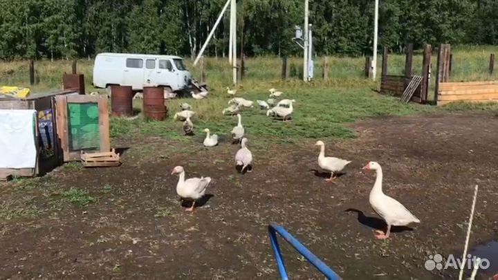 Гуси живком