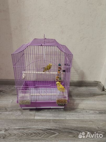 Клетка с волнистыми попугаями