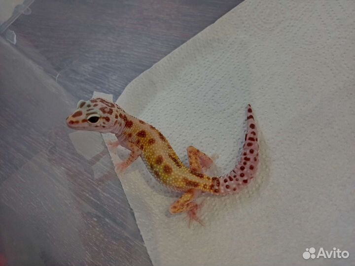 Пятнистые эублефары