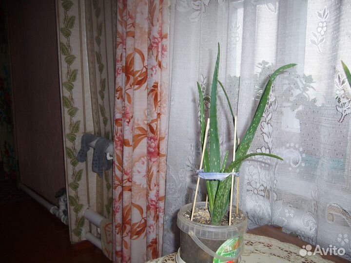 Комнатные растения