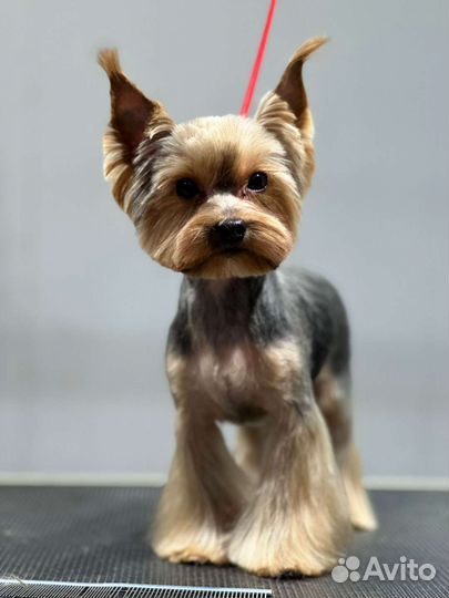 Йоркширский терьер