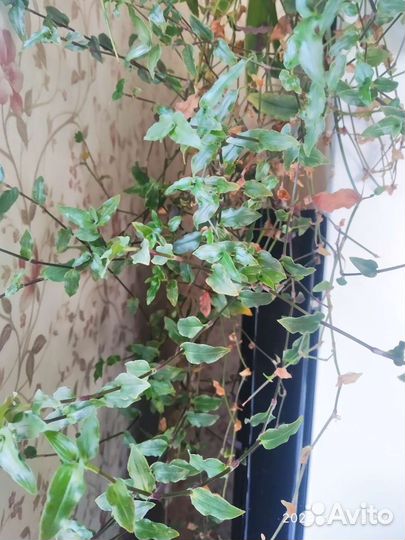 Коллизия ползучая