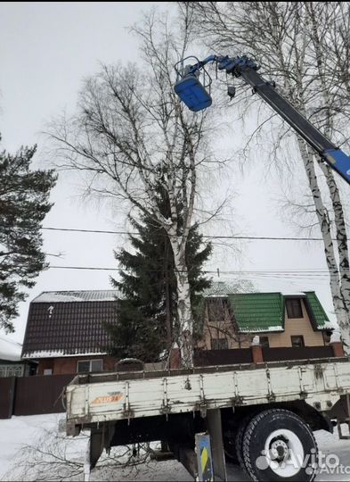 Спил деревьев