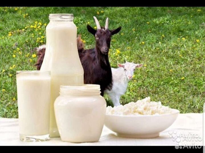 Молоко, козий жир