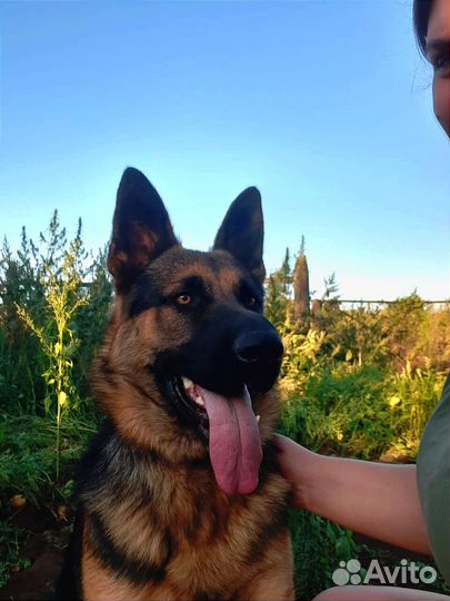 Немецкая овчарка