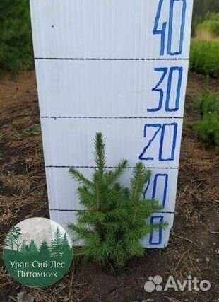 Зкс и окс Сосна Ель Лиственница сеянцы Голуб горн