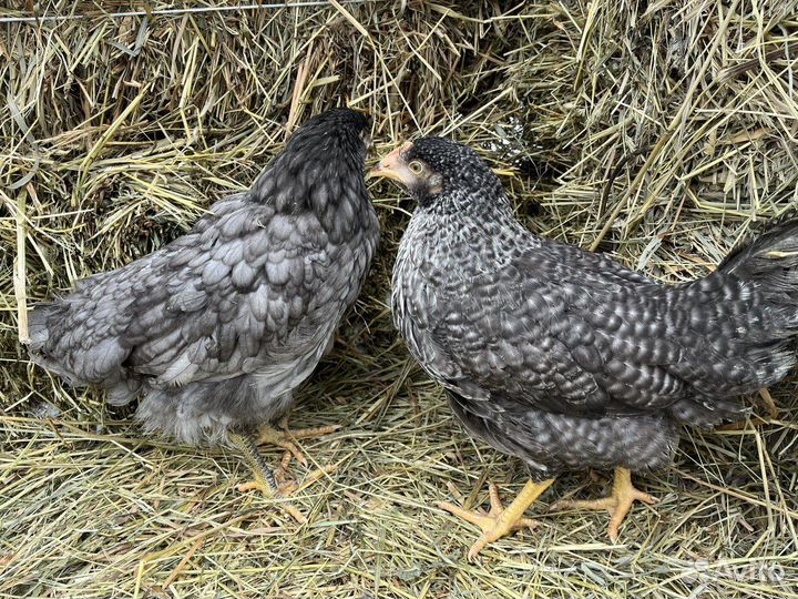 Kуpы нeсушки молодки