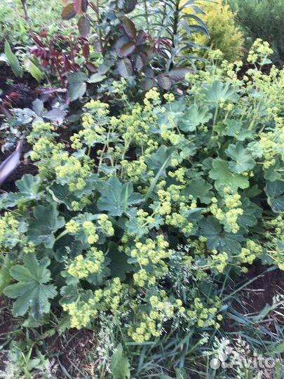 Герань гибридная садовая Орион, манжетка мягкая