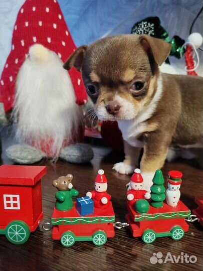 Чихуахуа мини